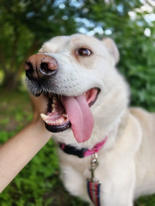 Łajt kochany labradorkowaty psiak