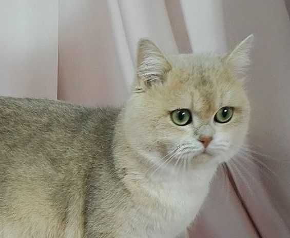 Гарний британський котик  із плюшевою шерсткою, Гламур