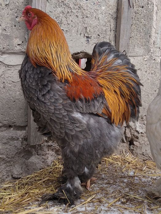 Brahma olbrzymia kury