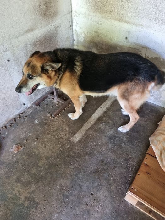 Pastor Alemão  - REX