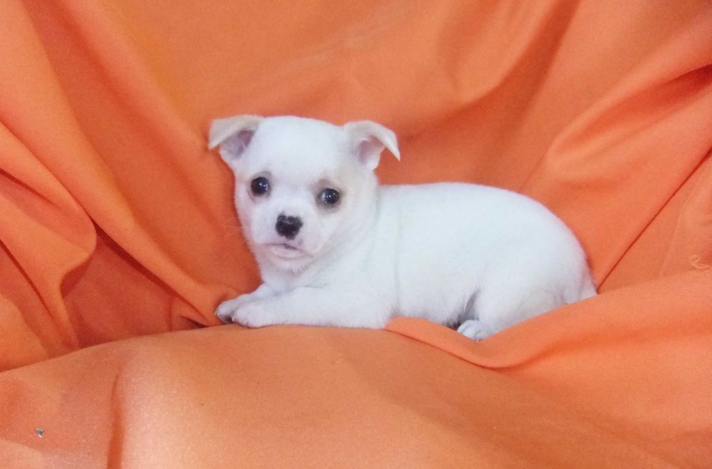 Chihuahua  cachorro com qualidade