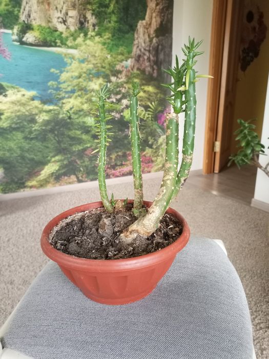 Аустроціліндропунція, невибаглива рослина