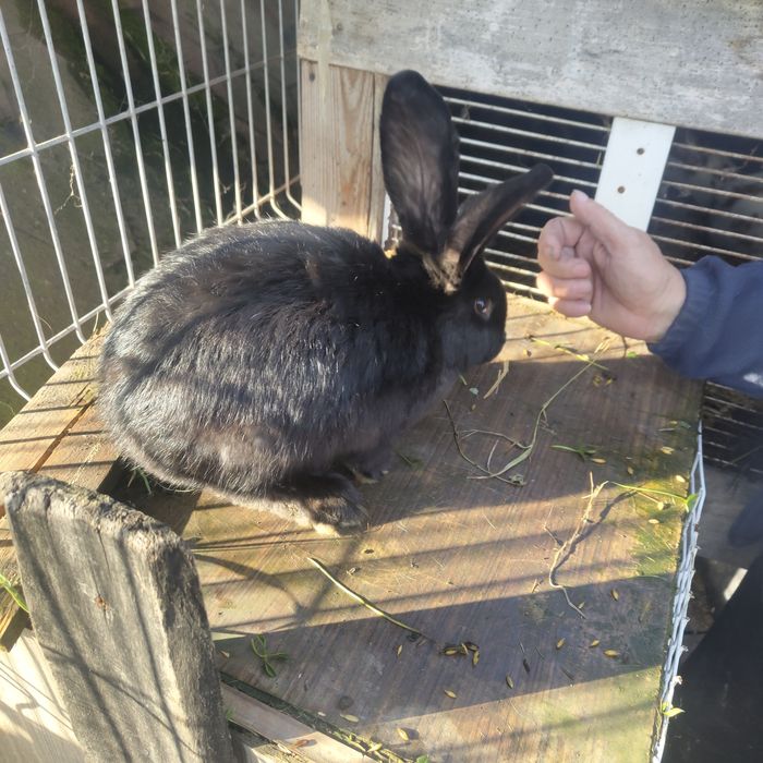 Sprzedam samce i samice Belg