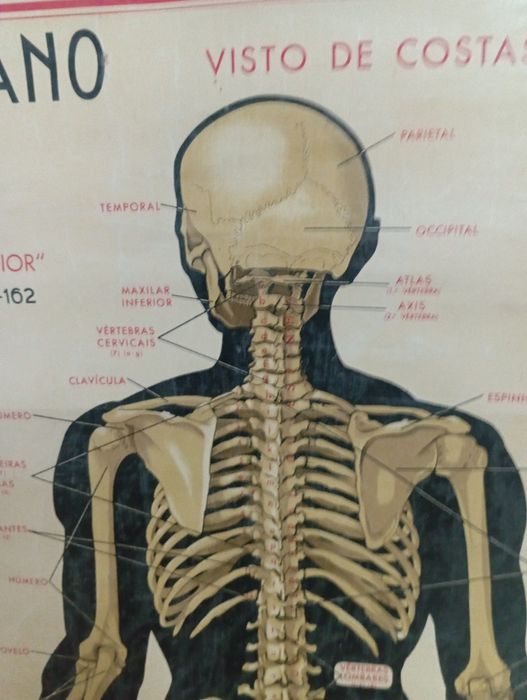 Mapa Esqueleto Humano