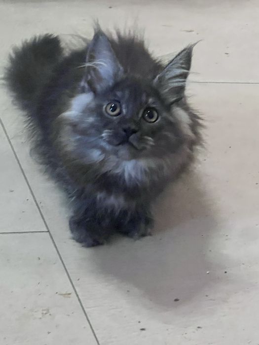 Мейн кун ,дівчинка ,чорний дим