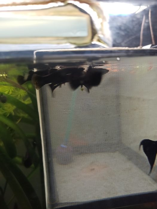 Molinezja black molly