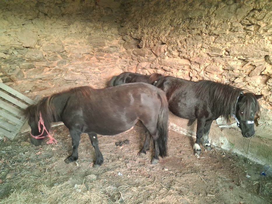 Vendo ( 3 ) póneis
