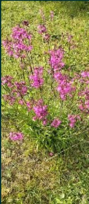 Smółka pospolita. 15 sadzonek