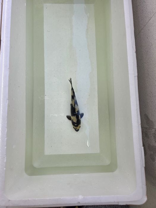 Carpa koi japonesa