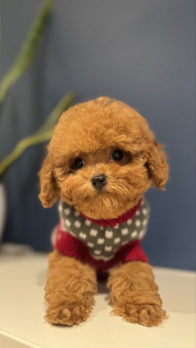 Pudel Red Toy Sunia z rodowodem FCI