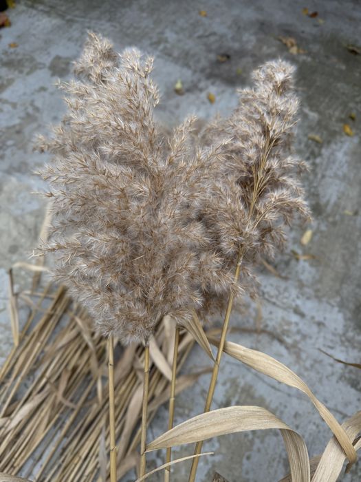 Пампасна трава, очерет, комиш