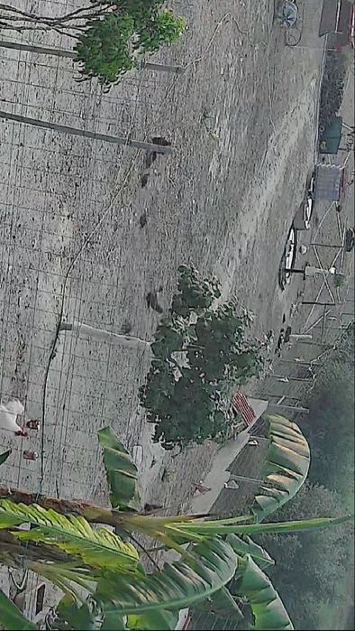 Aves várias para venda, faisões, patos mudos, gansos badoca, fracas, c