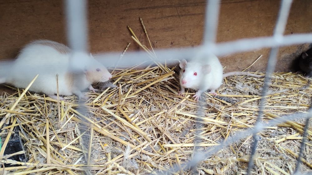 Криси Продам терміново Дамбо чорні , бежеві, руди.