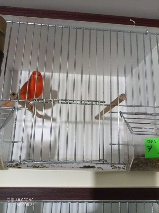 kanarki Zory biale,czerwone i czerwone mozaiki,