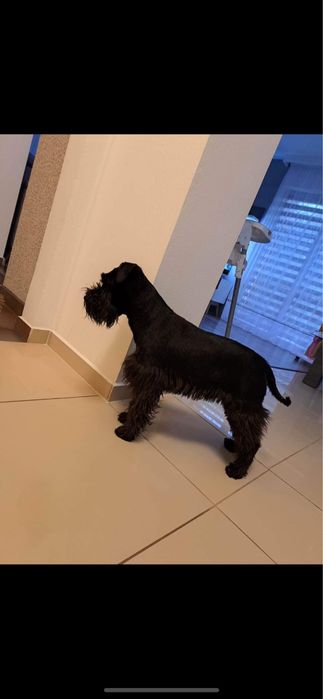 Piesek sznaucer miniaturowy