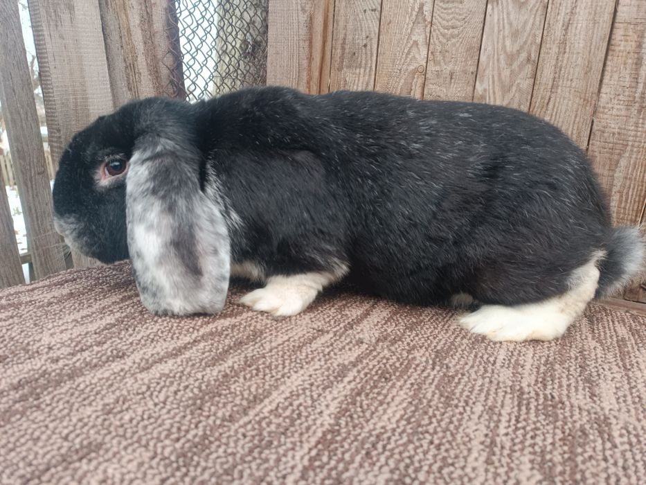 Обмін кролів на сіно.