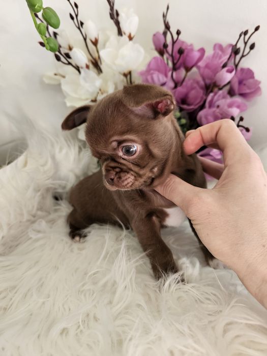 Chihuahua piesek czekoladowy