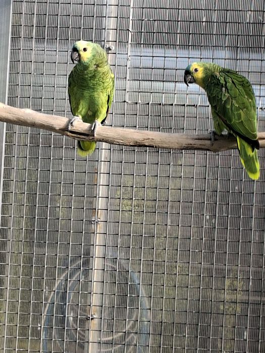 Amazona  aestiva Aestiva