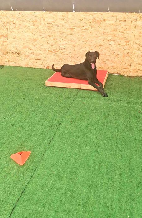 Treino e Modificação Comportamental em cães