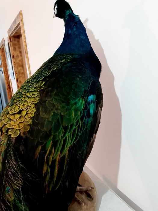 Spreparowane, wypchane pawia