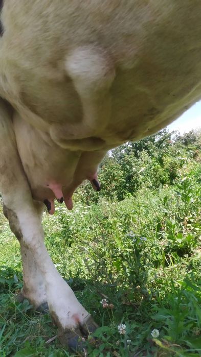 Продам породисту корову