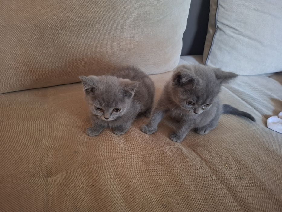 Kocurki kotki brytyjskie