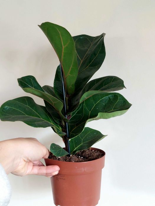 Planta Ficus lyrata Bambino