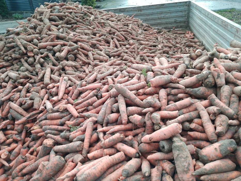 Marchew 50 gr kg możliwy transport.