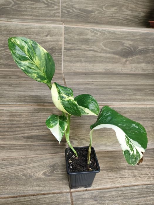 Monstera lechleriana 'Variegata
