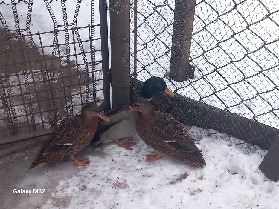Продам інкубаційне яйце підсадної качки, крякви. Яйця