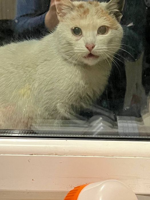 Сос!ищу дом кошечке!