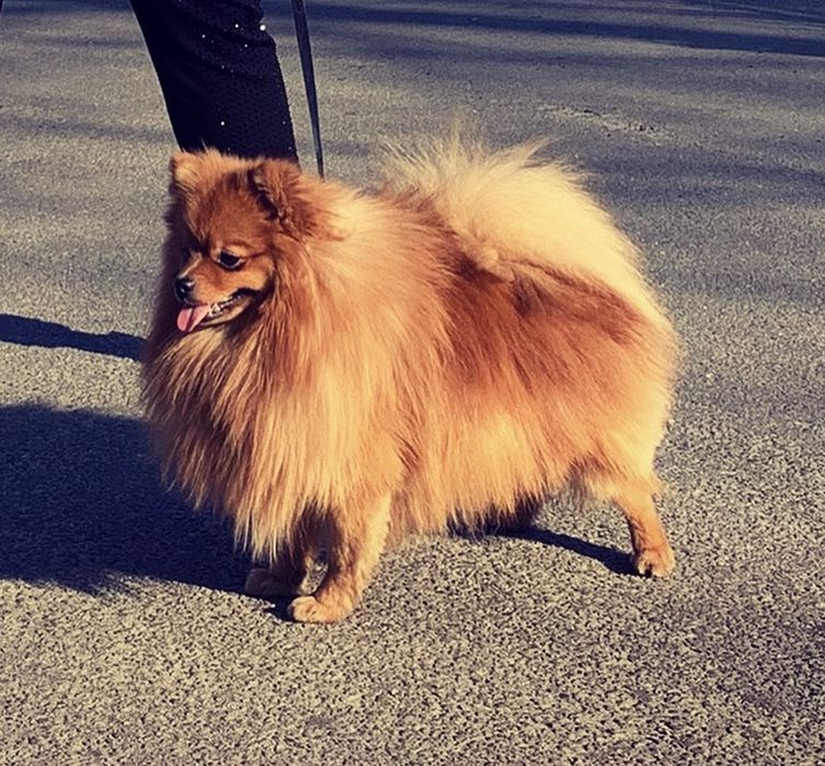 Малый шпиц ищет невесту