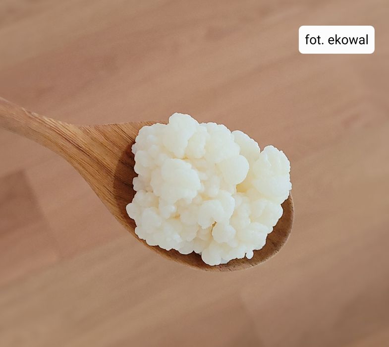 Grzybek tybetański ziarno kefirowe kefir instrukcja starter 2 gr.