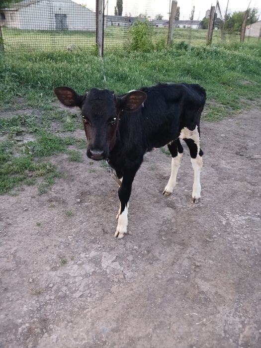 Продам телочку 2 месяца