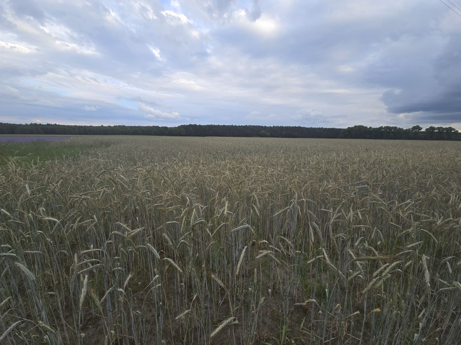 Działki budowlane z warunkami zabudowy.