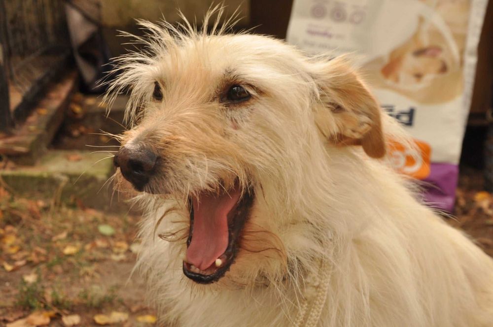 LOTTA - wyjątkowa suczka do adopcji