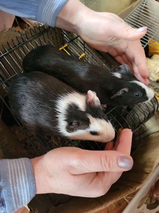 Пропоную морських свинок