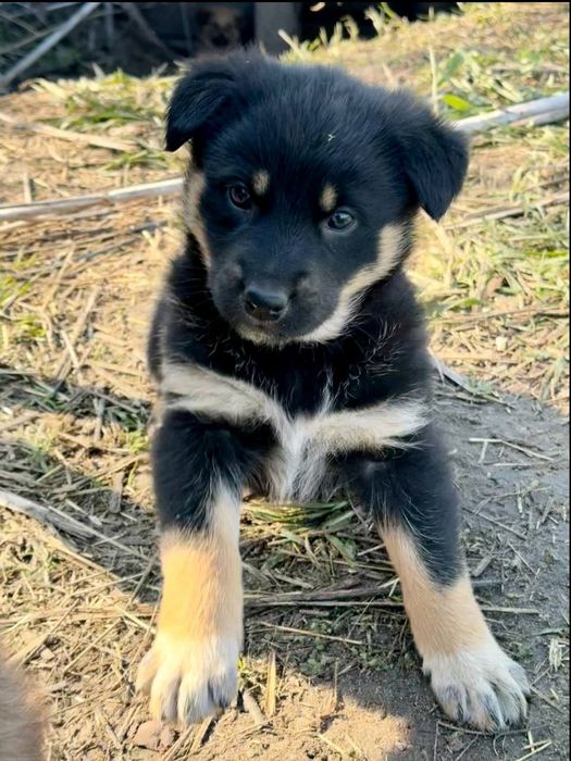 Даром прекрасные щеночки.