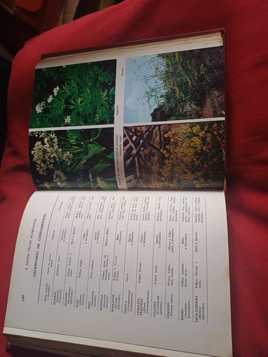 A Saúde  pelos Alimentos