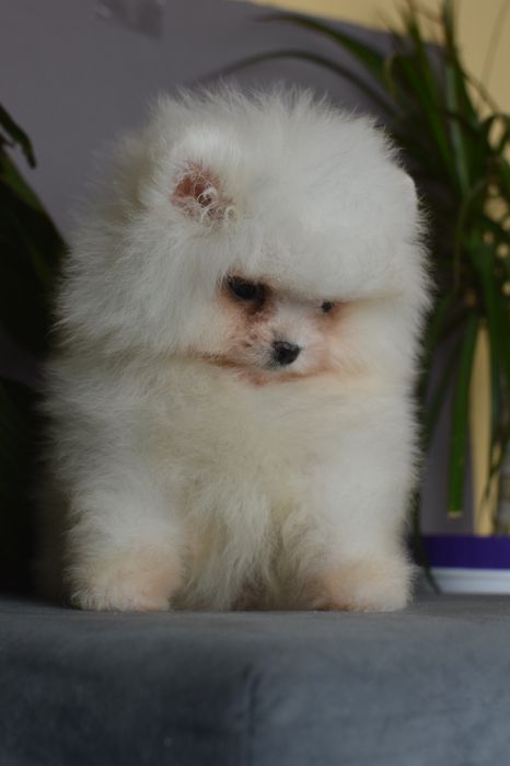 Чудовий хлопчик міні