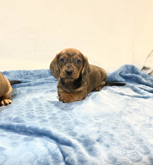 Teckel excelente menino