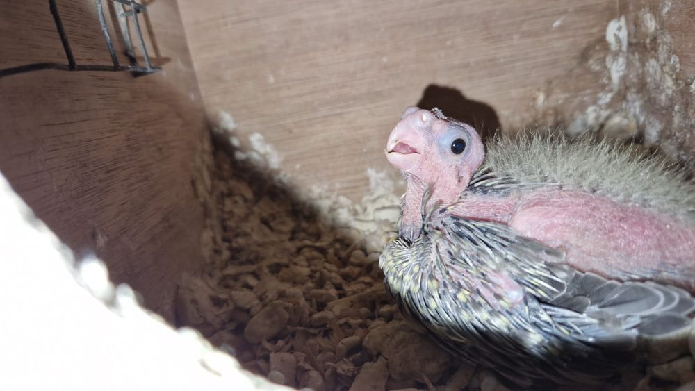 caturas  e  rosicollis  para Criar  a mão