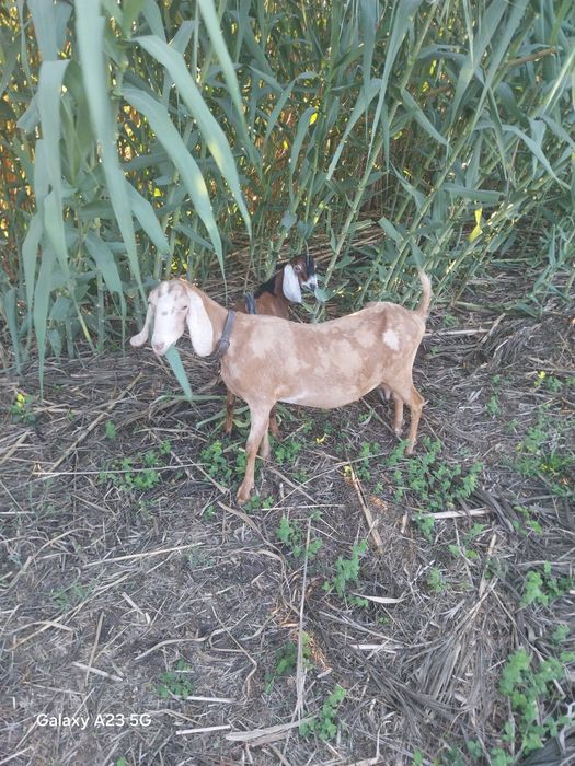 Vendo cabrito anglonubiano