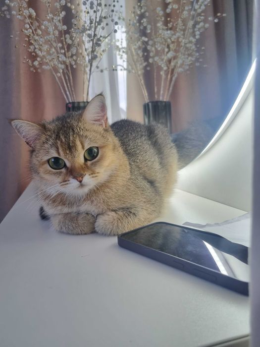 Вязка,британська короткошерста золота шиншила