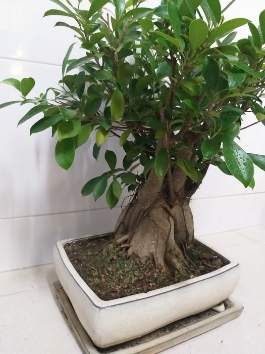 Bonsai 12 anos (40cms)