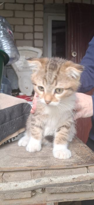 Отдам бесплатно котят