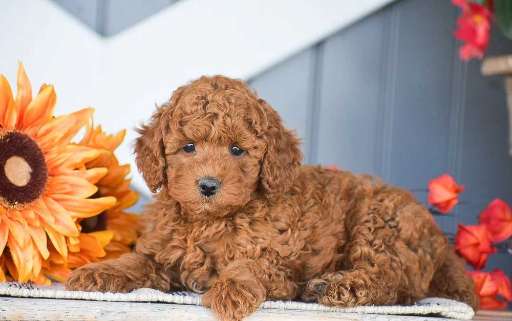 Poodle red disponivel