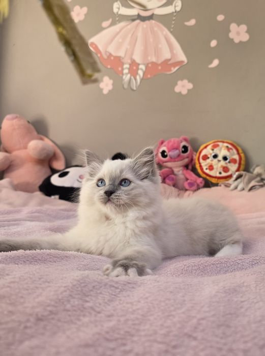 Cudowna Barbie koteczka ragdoll hodowlana do hodowli FPL