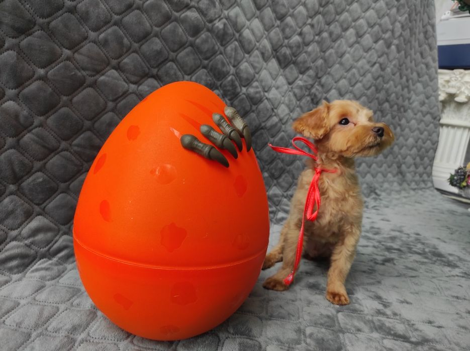 Мальтіпу хлопчик