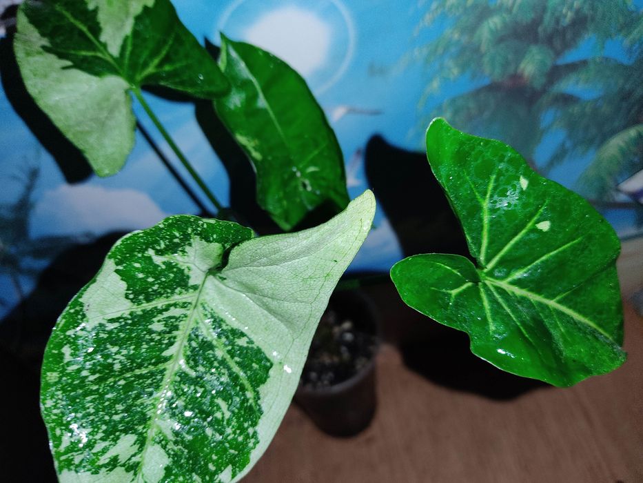 сингониумы  25 сортов, клубничный лед и др